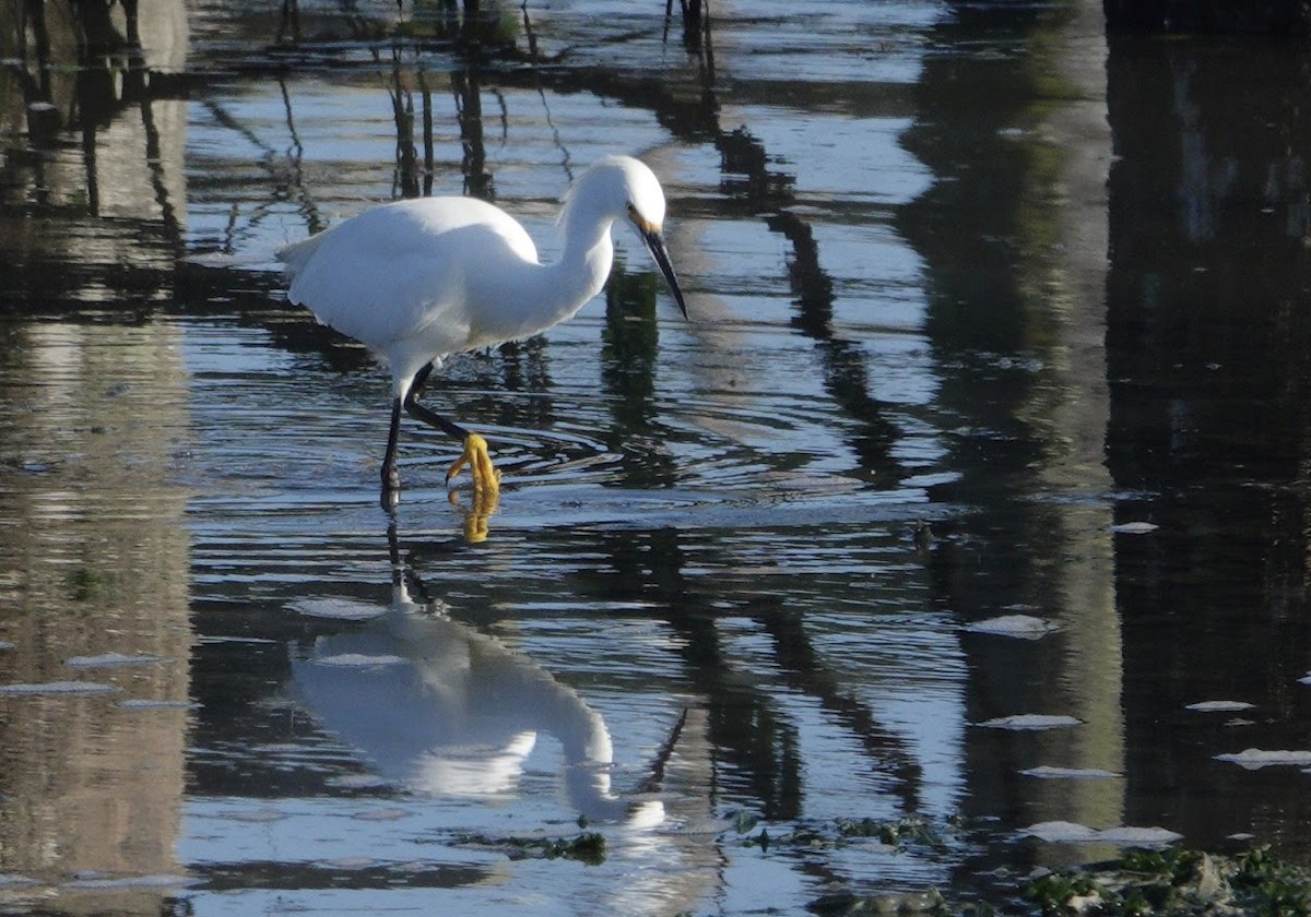 Snowy Egret - ML644669328