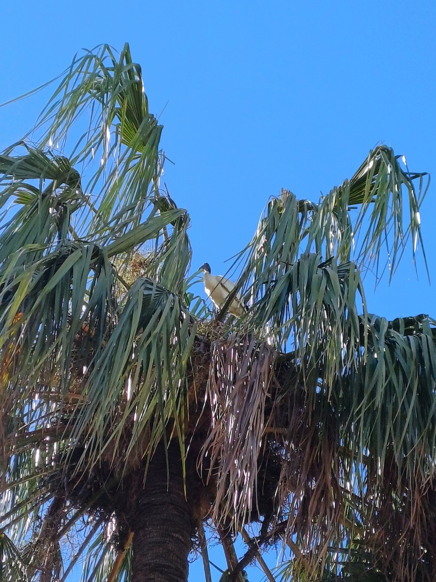 Australian Ibis - ML644669338