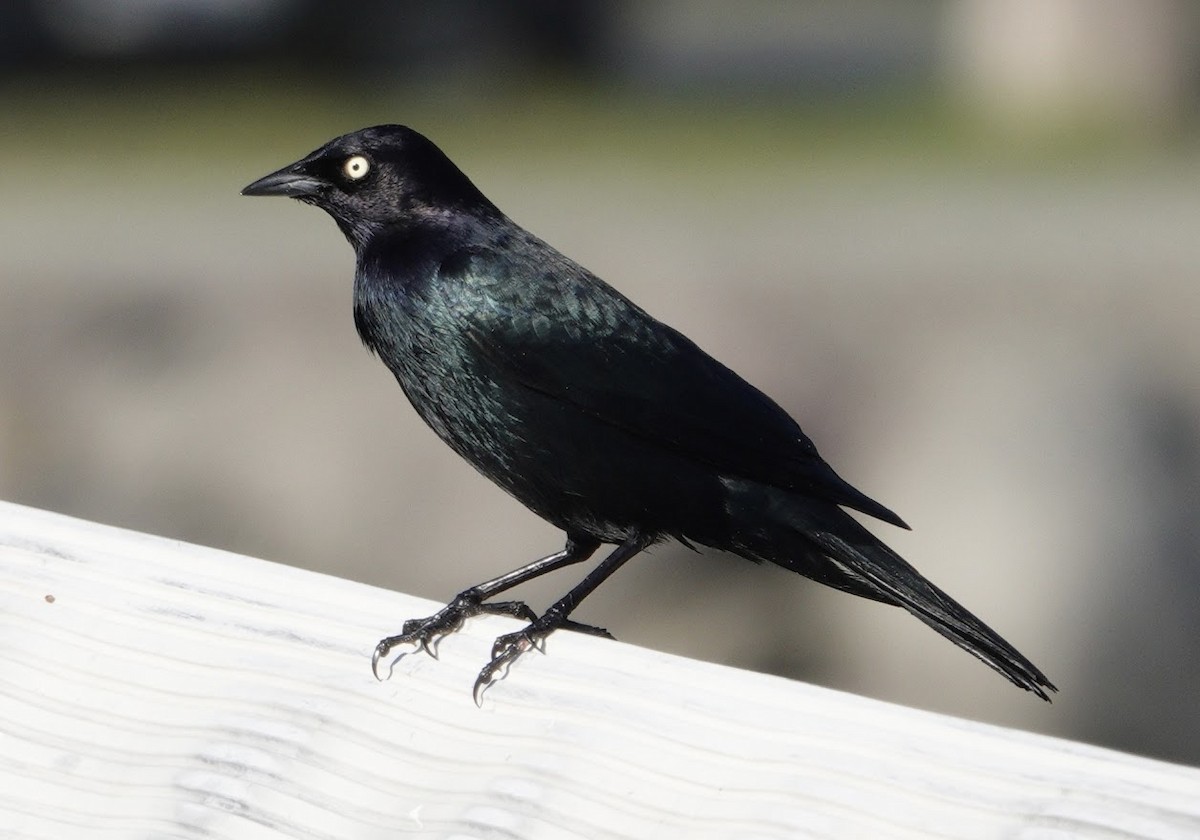 Brewer Karatavuğu - ML644669339