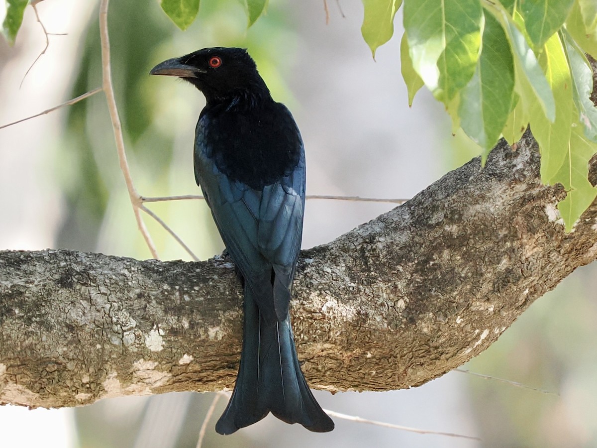 Spangled Drongo - ML644669341