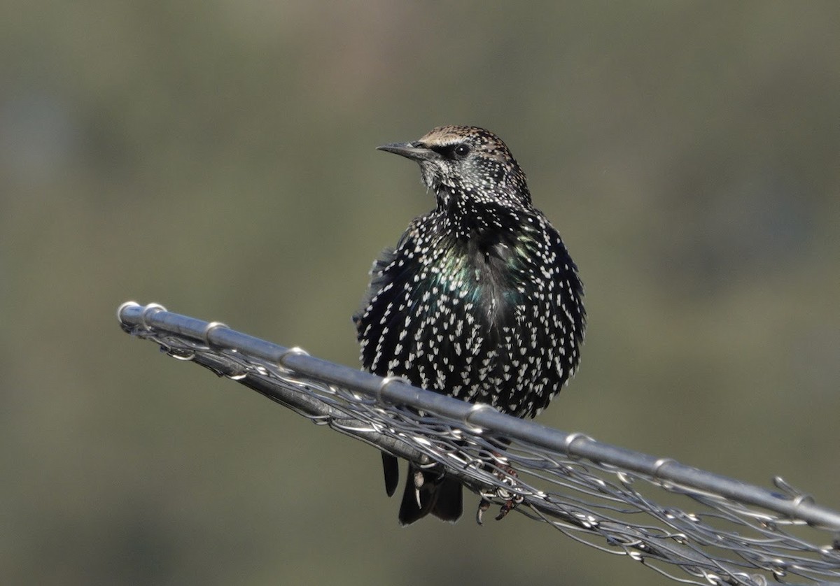 European Starling - ML644669343