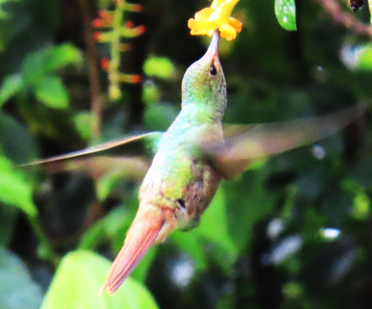 Rufous-tailed Hummingbird - ML644669350