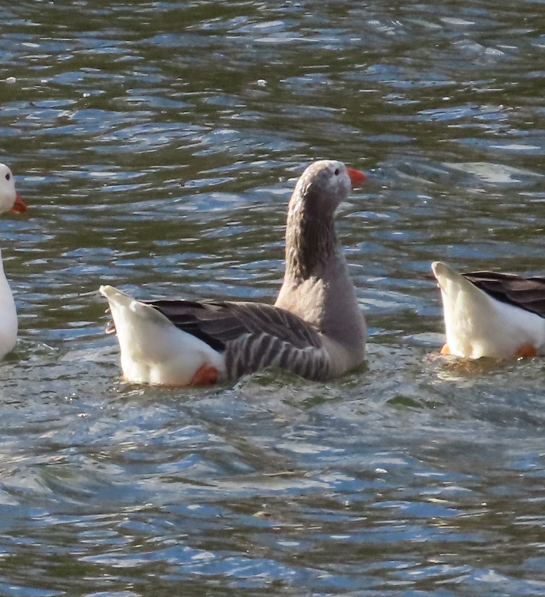 Domestic goose sp. (Domestic type) - ML644669351