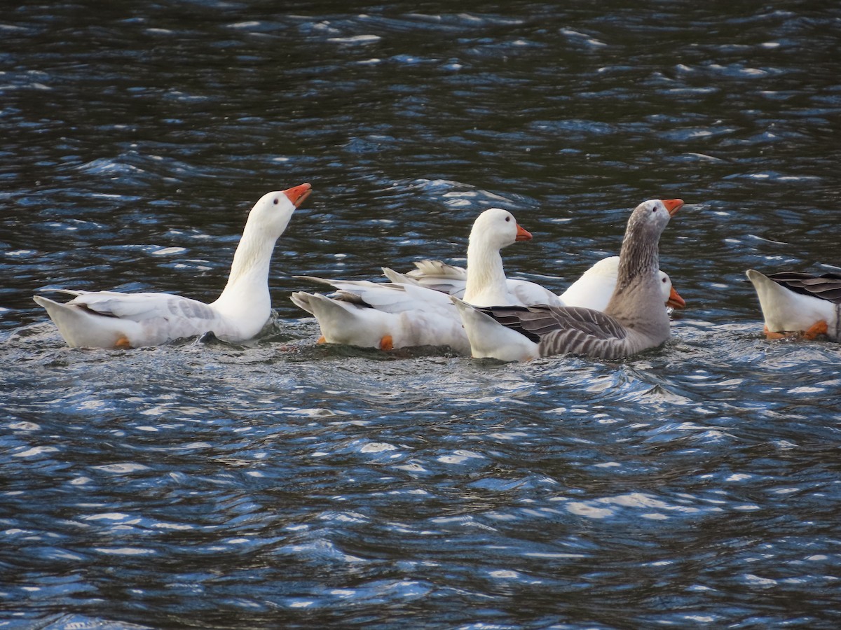 Domestic goose sp. (Domestic type) - ML644669352