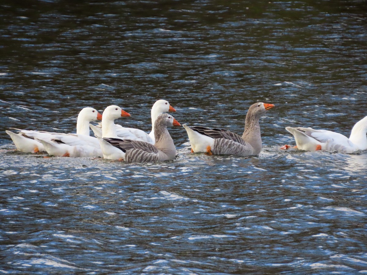Domestic goose sp. (Domestic type) - ML644669353