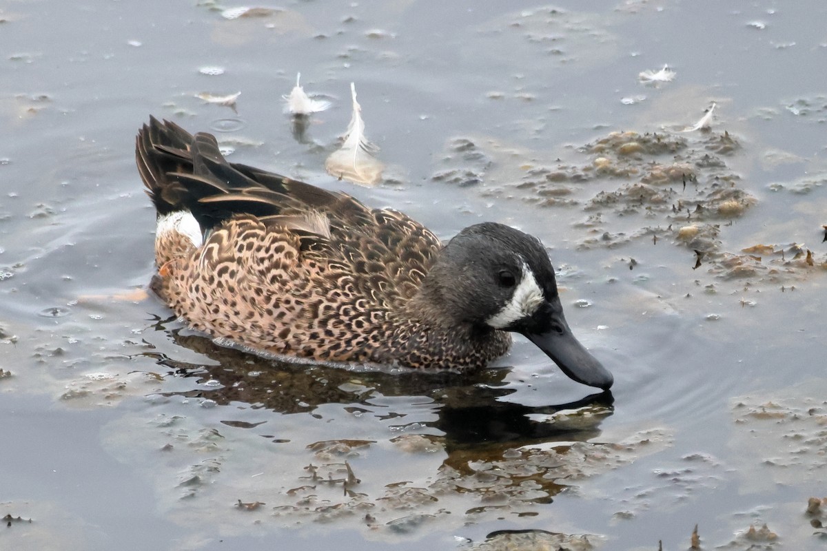 Blue-winged Teal - ML644669355