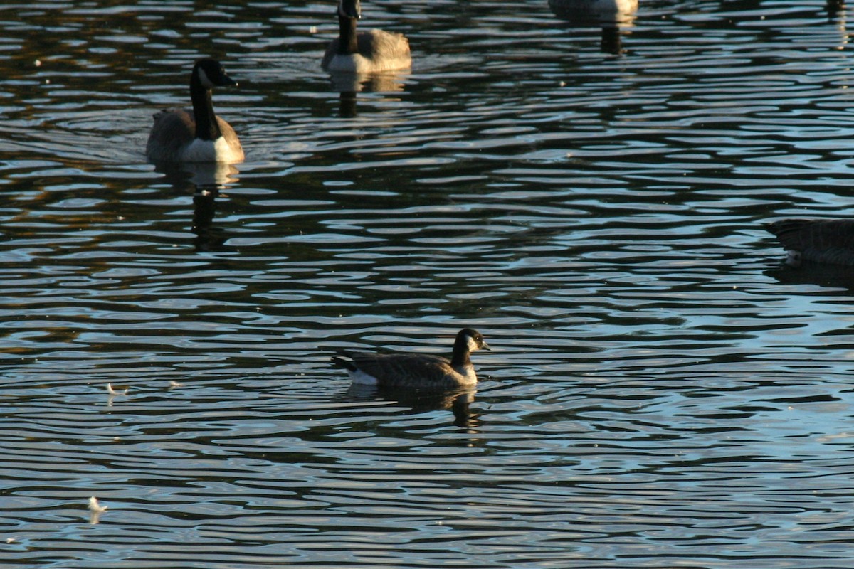 polargås - ML644669359