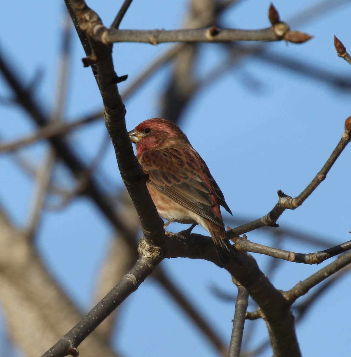 hýl nachový - ML644669378