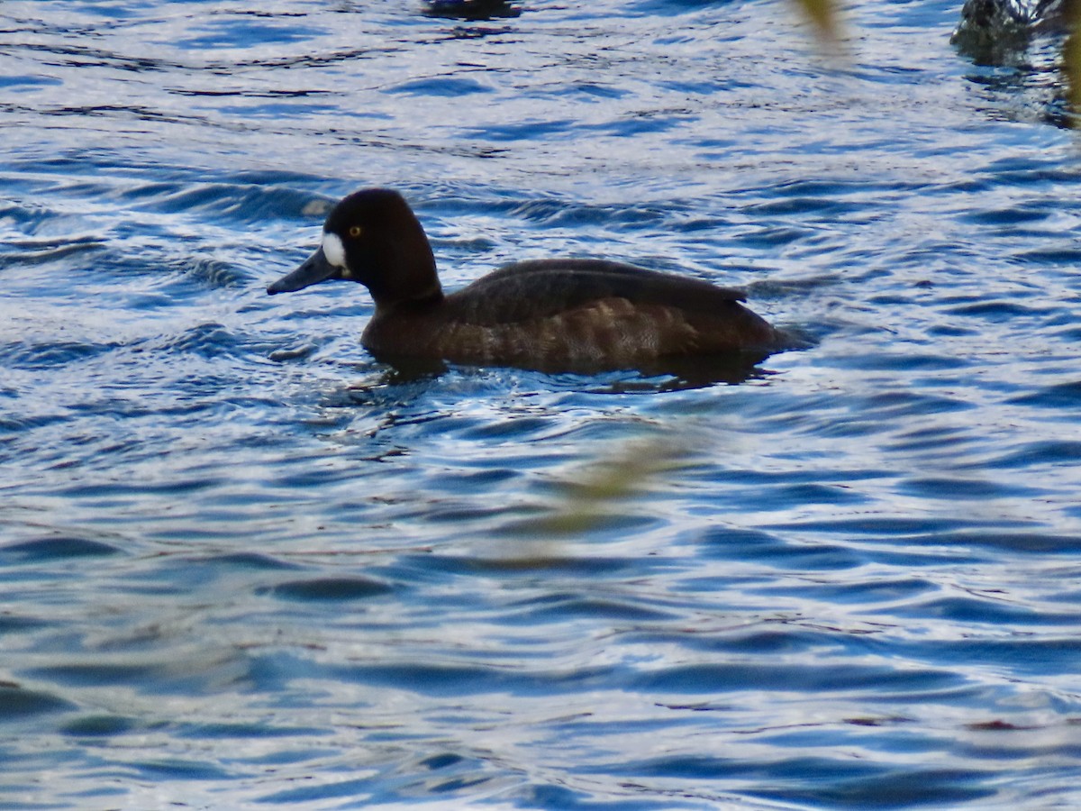 コスズガモ - ML644669382