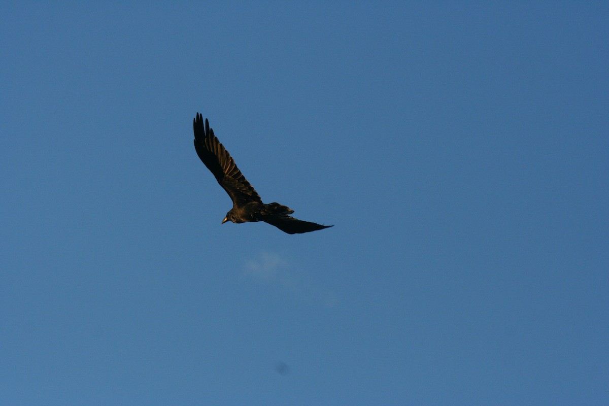 Крук звичайний - ML644669386