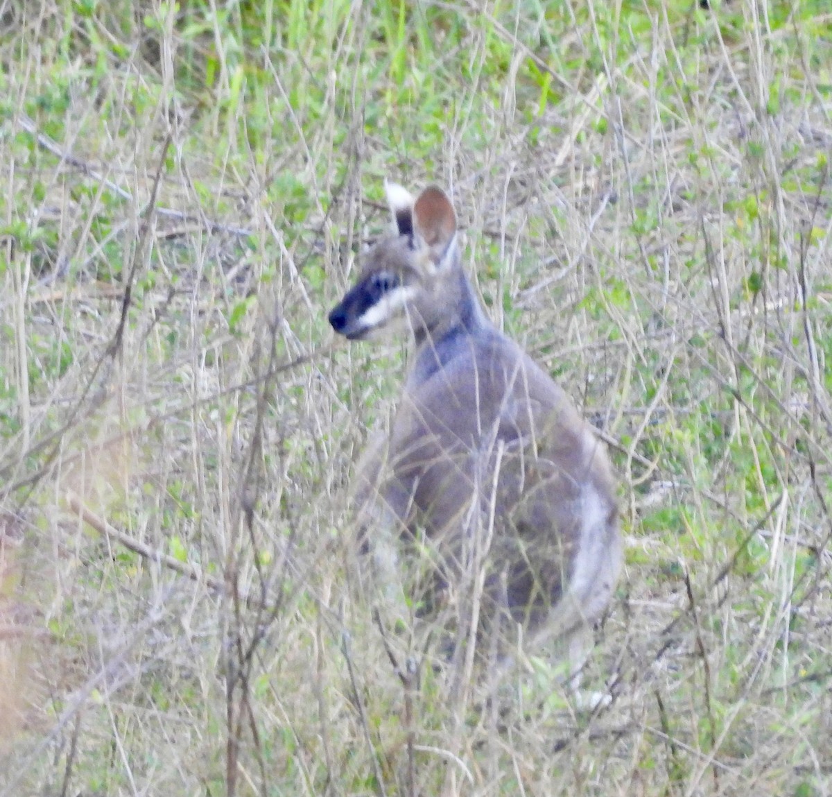 Whiptail Wallaby - ML644669397