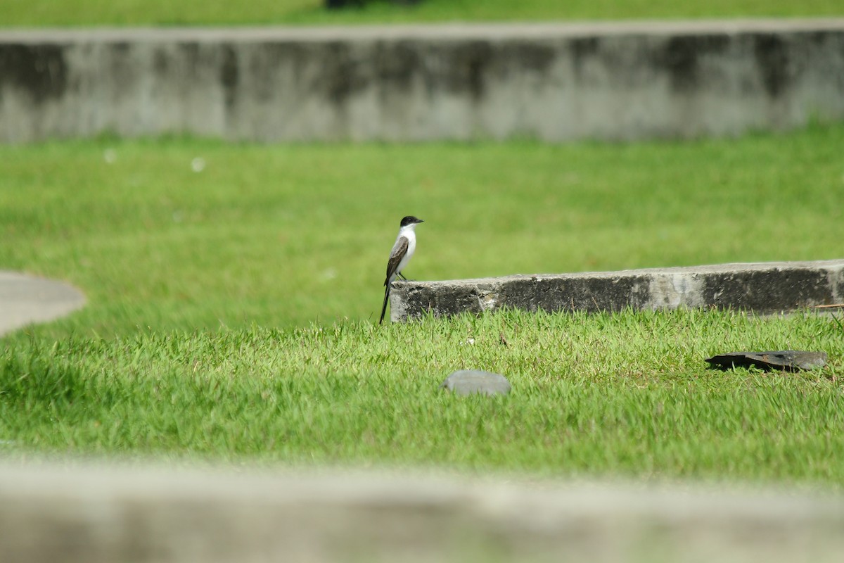 Тиран вилохвостий - ML644669398