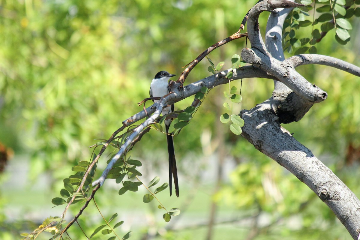 Тиран вилохвостий - ML644669400