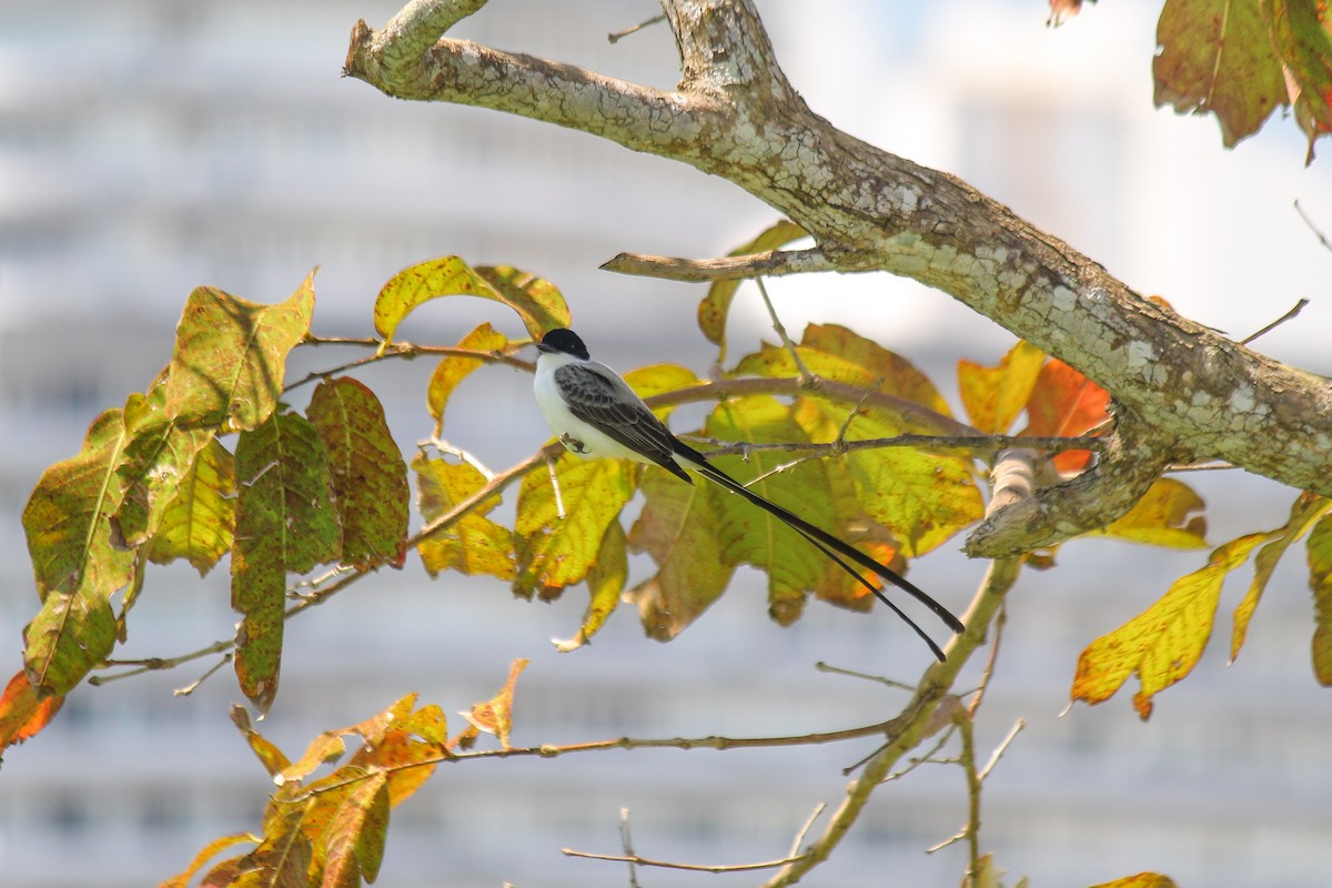 Тиран вилохвостий - ML644669402