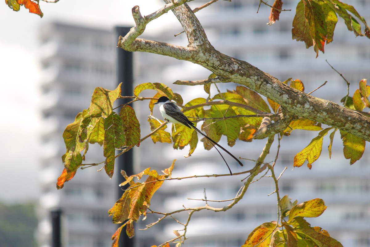 Тиран вилохвостий - ML644669403