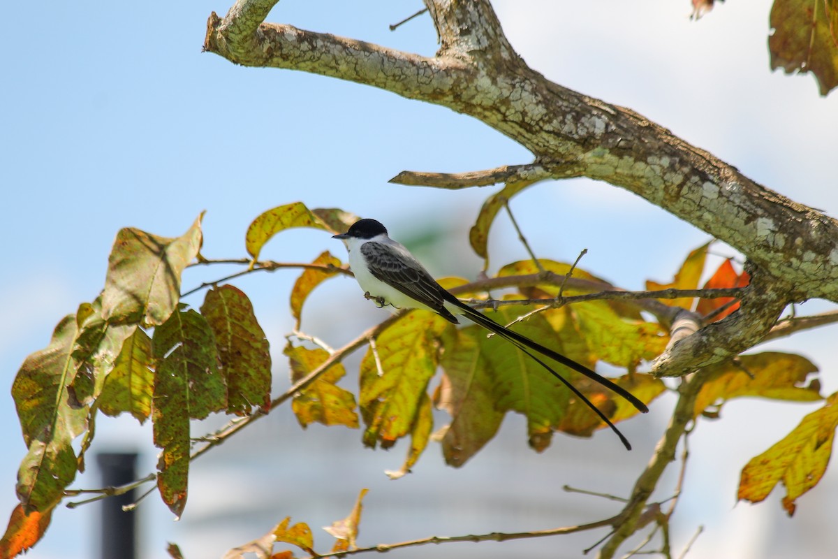 Тиран вилохвостий - ML644669404