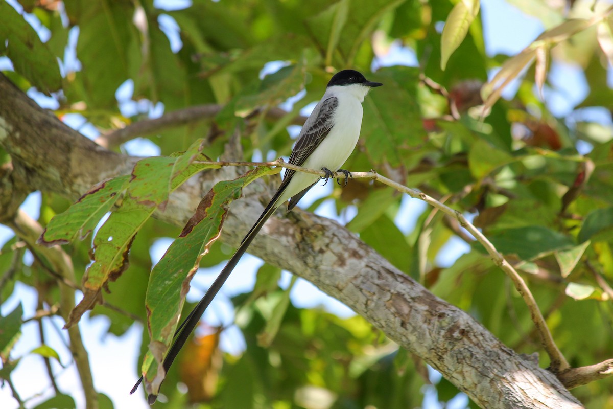 Тиран вилохвостий - ML644669405