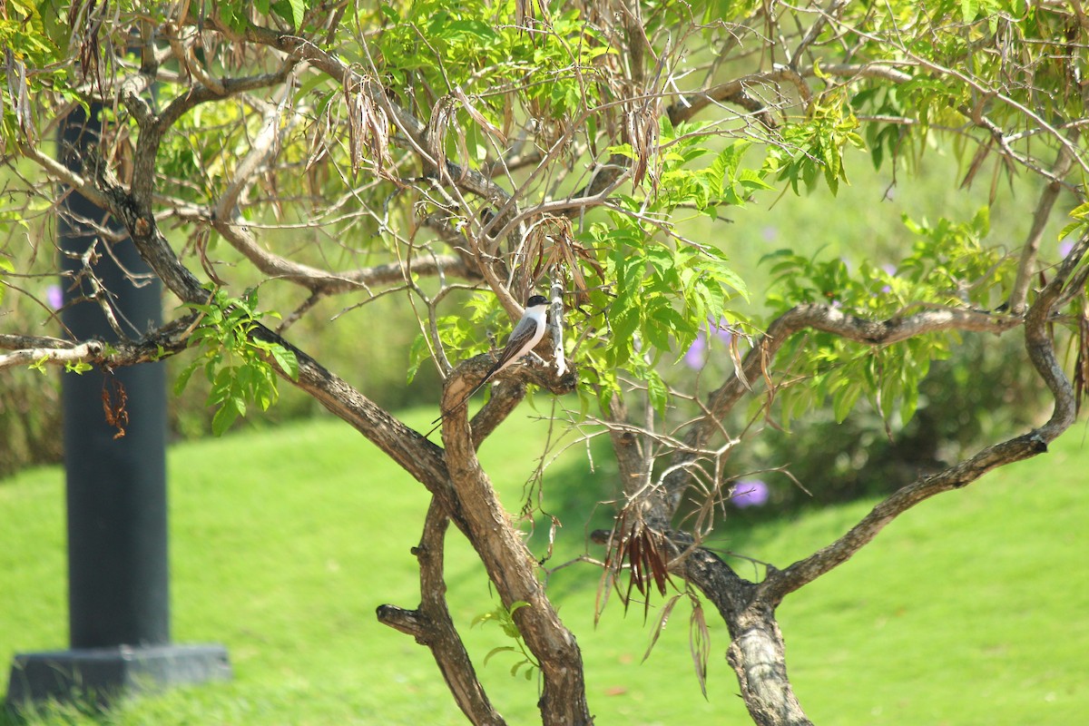 Тиран вилохвостий - ML644669406