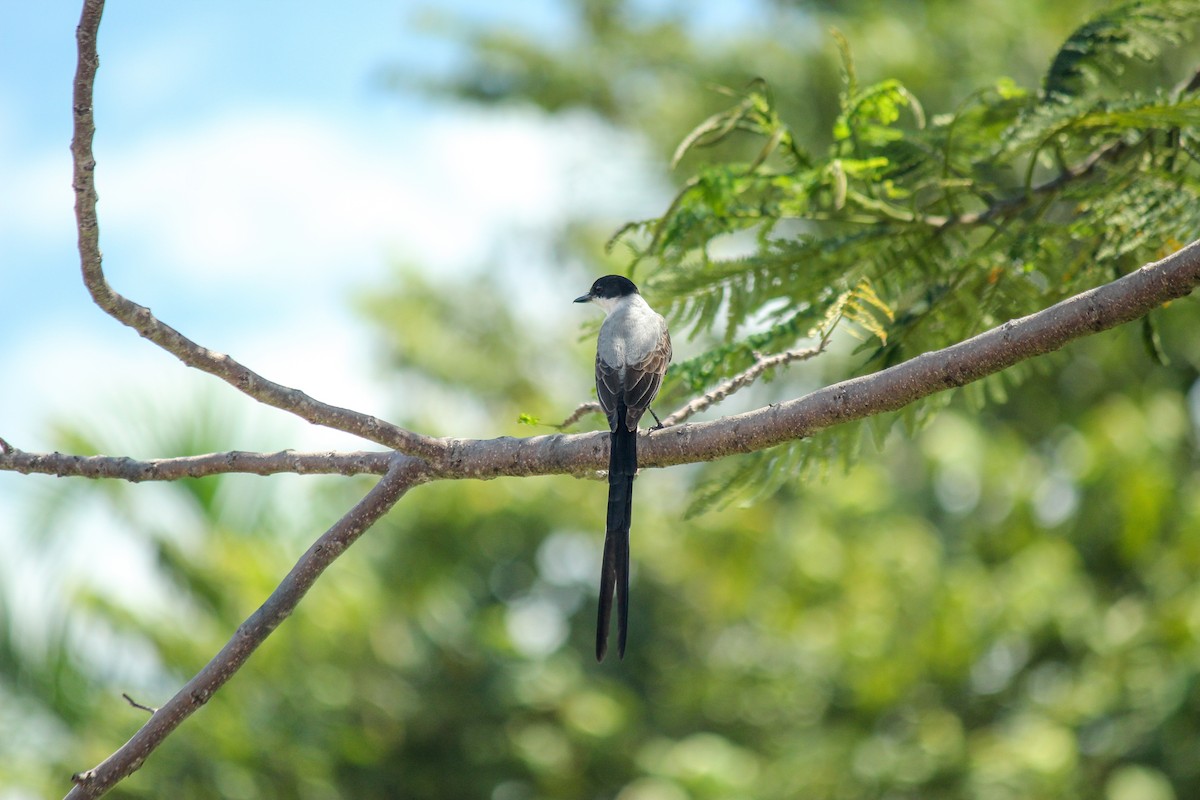 Тиран вилохвостий - ML644669407