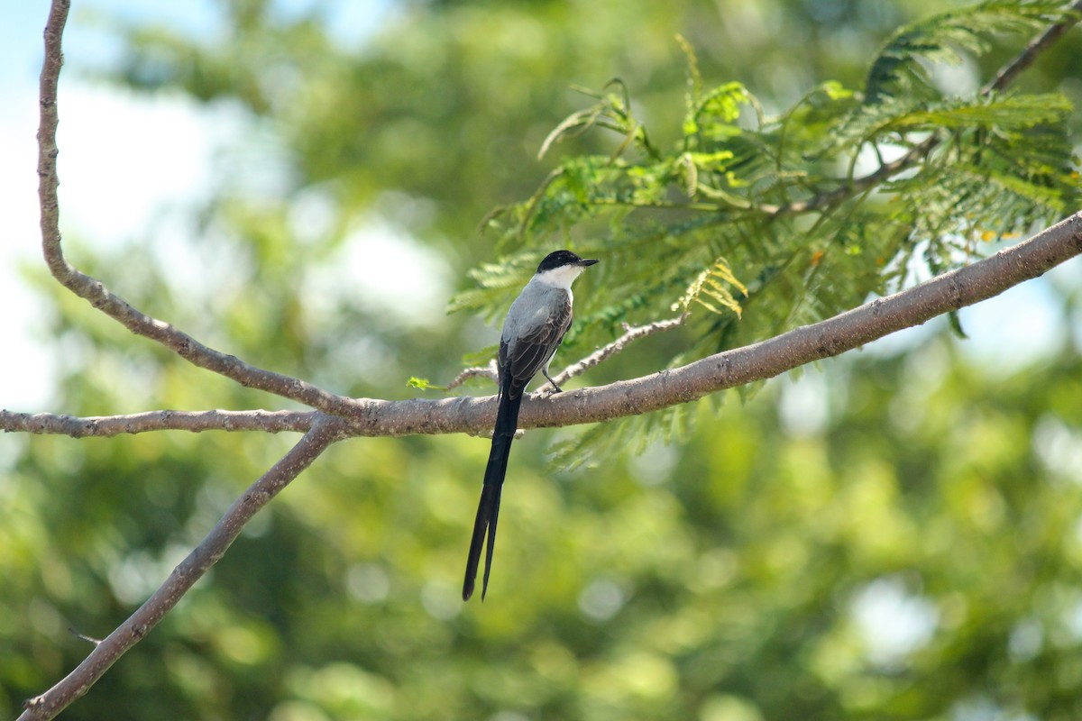 Тиран вилохвостий - ML644669408