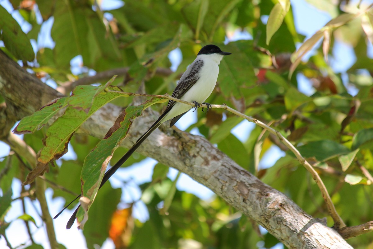 Тиран вилохвостий - ML644669409