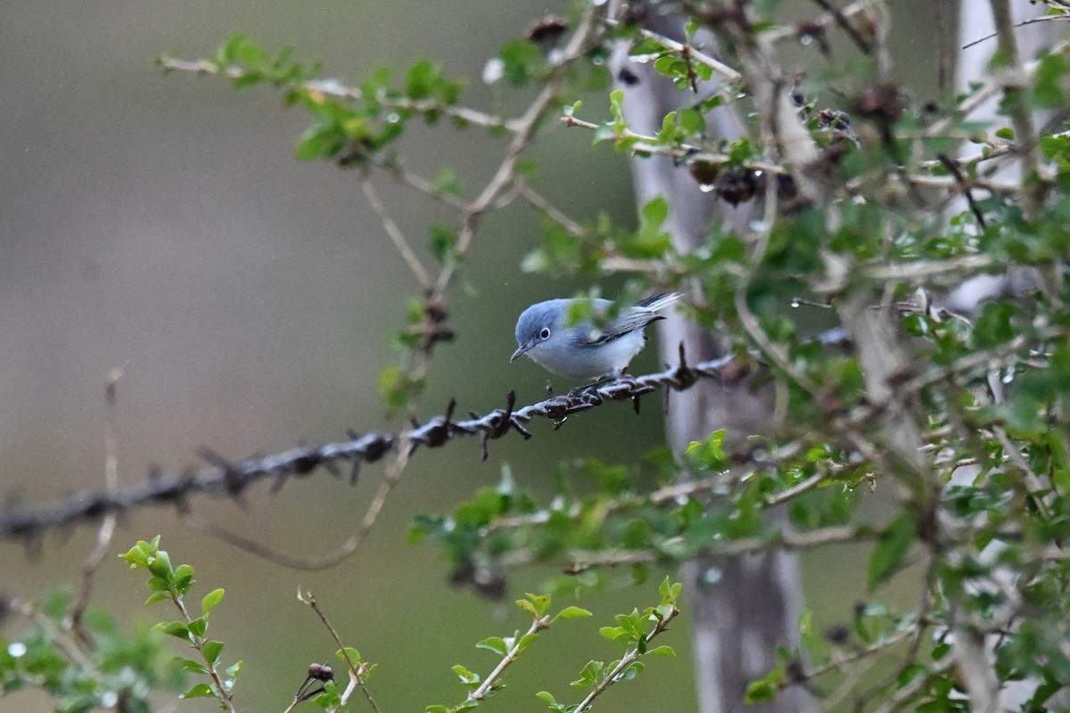 Blue-gray Gnatcatcher - ML644669428