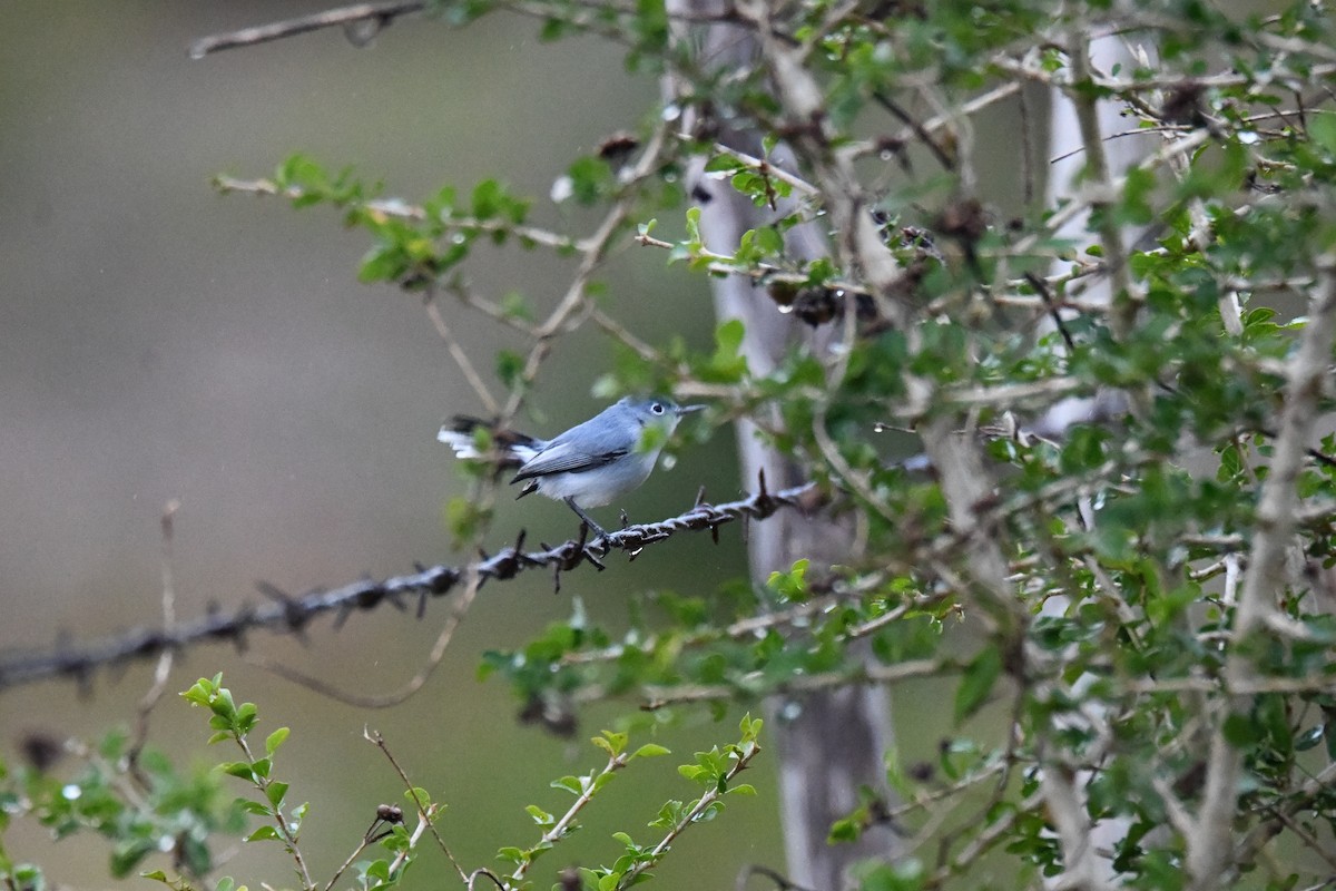 Blue-gray Gnatcatcher - ML644669429