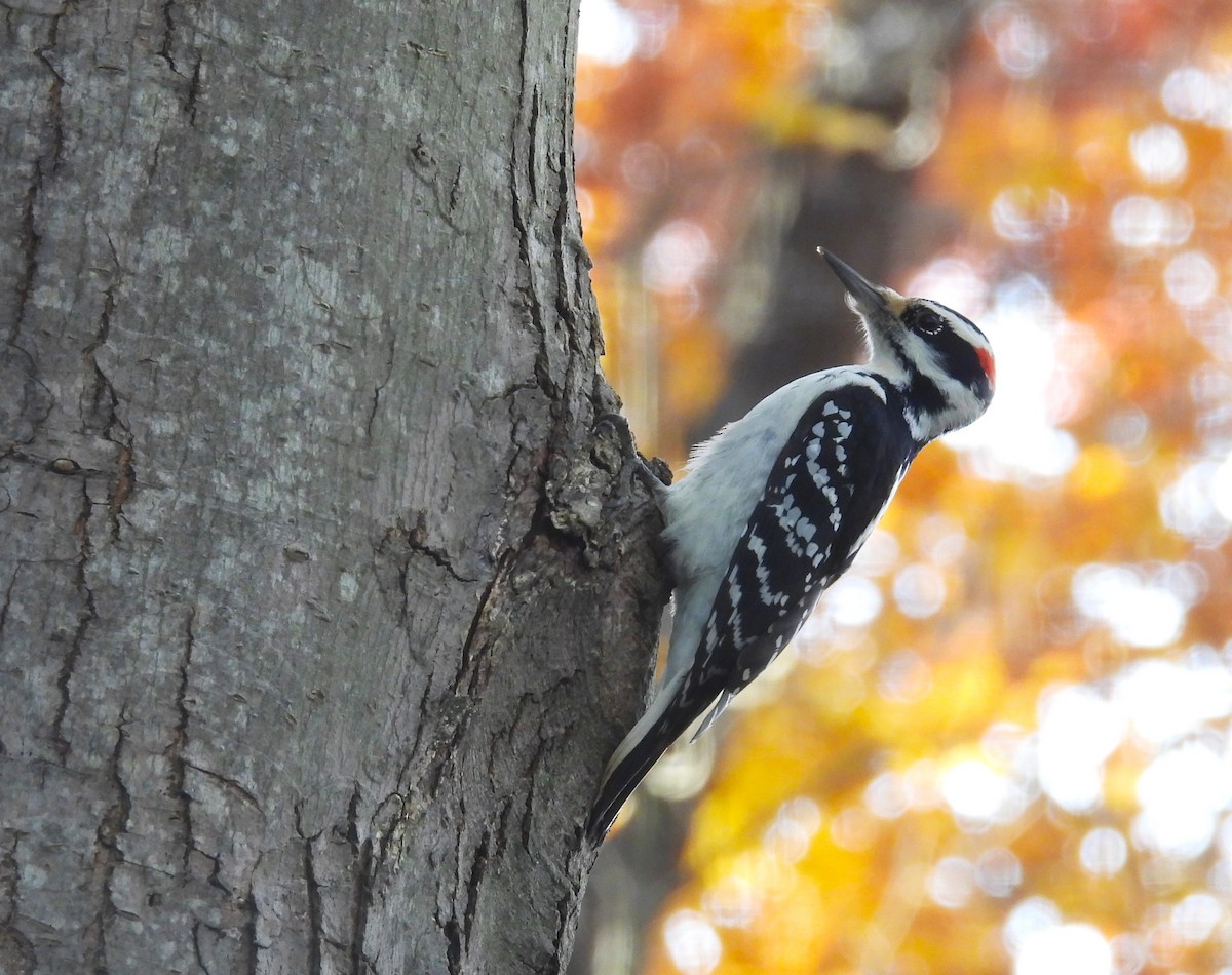 Hairy Woodpecker - ML644669430