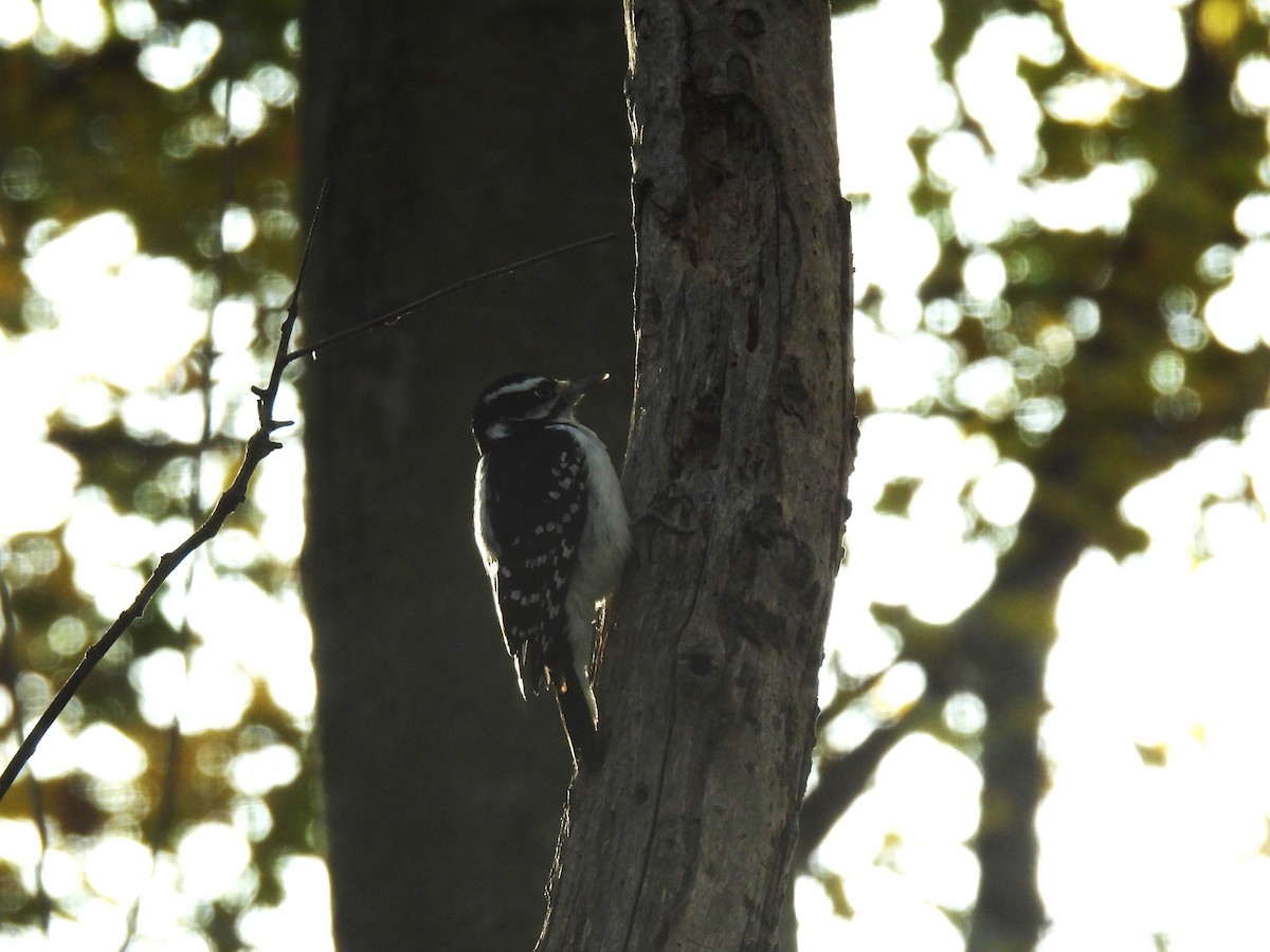 Hairy Woodpecker - ML644669431