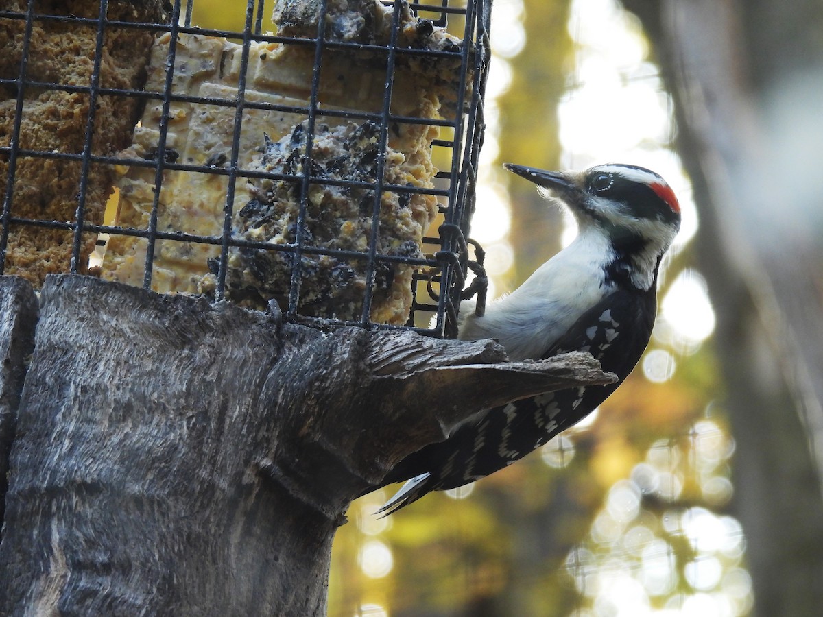 Hairy Woodpecker - ML644669432