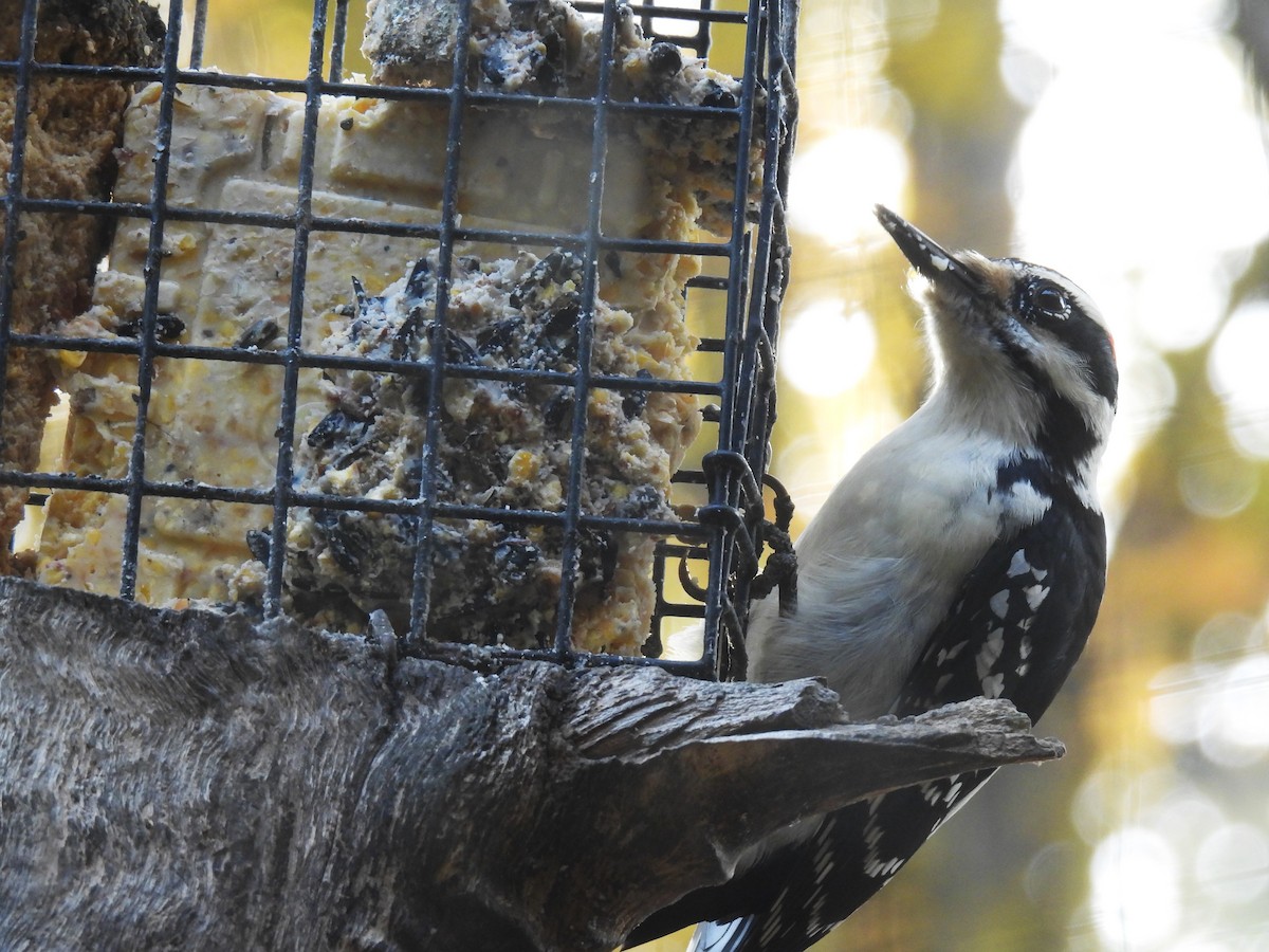 Hairy Woodpecker - ML644669433