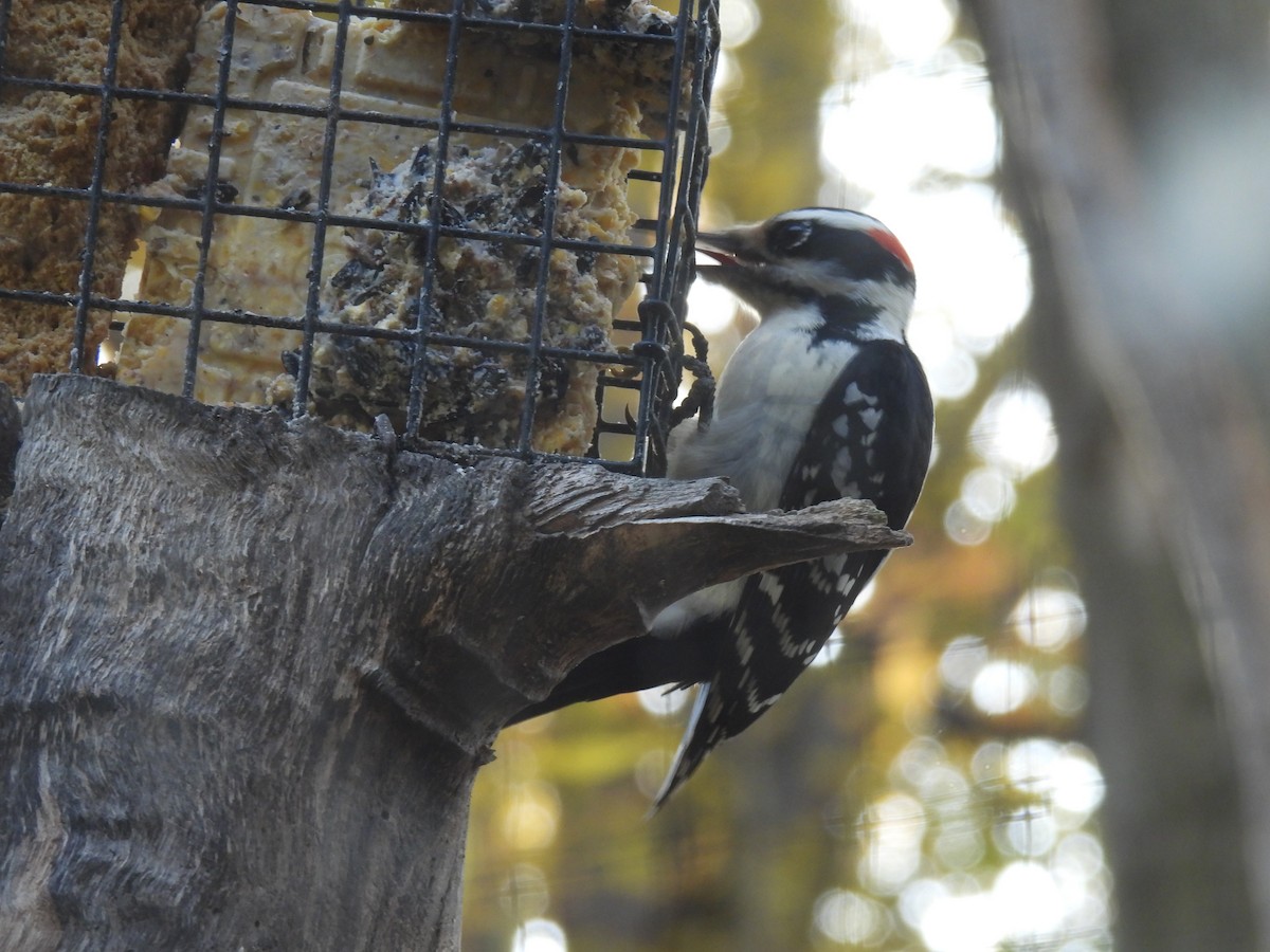 Hairy Woodpecker - ML644669434