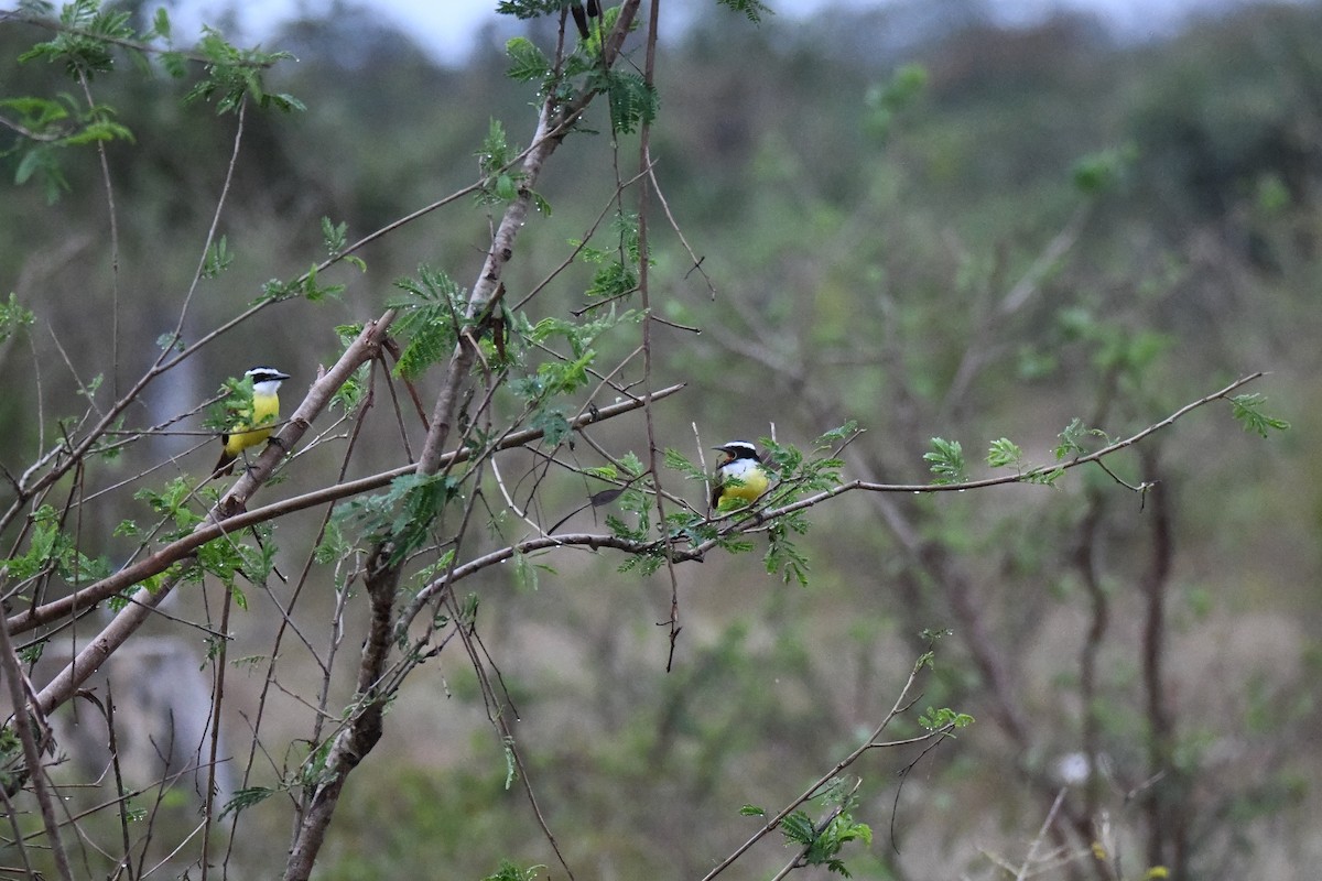 Bienteveo Común - ML644669443