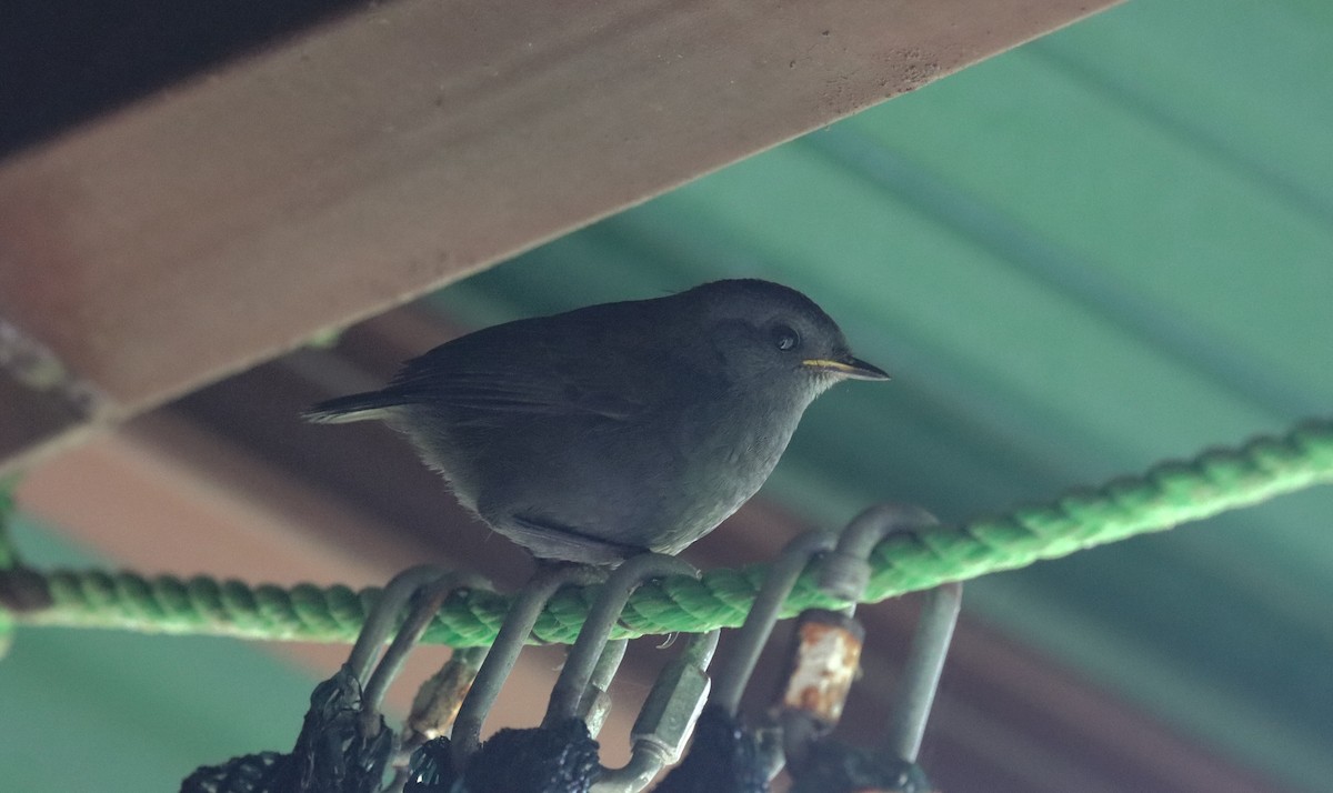 Wrenthrush - ML644669451