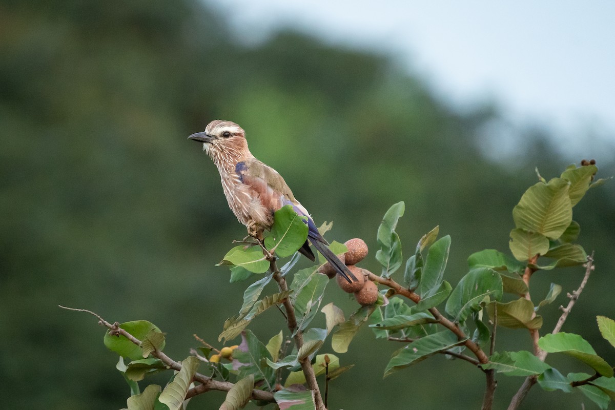 チャガシラニシブッポウソウ - ML644669457