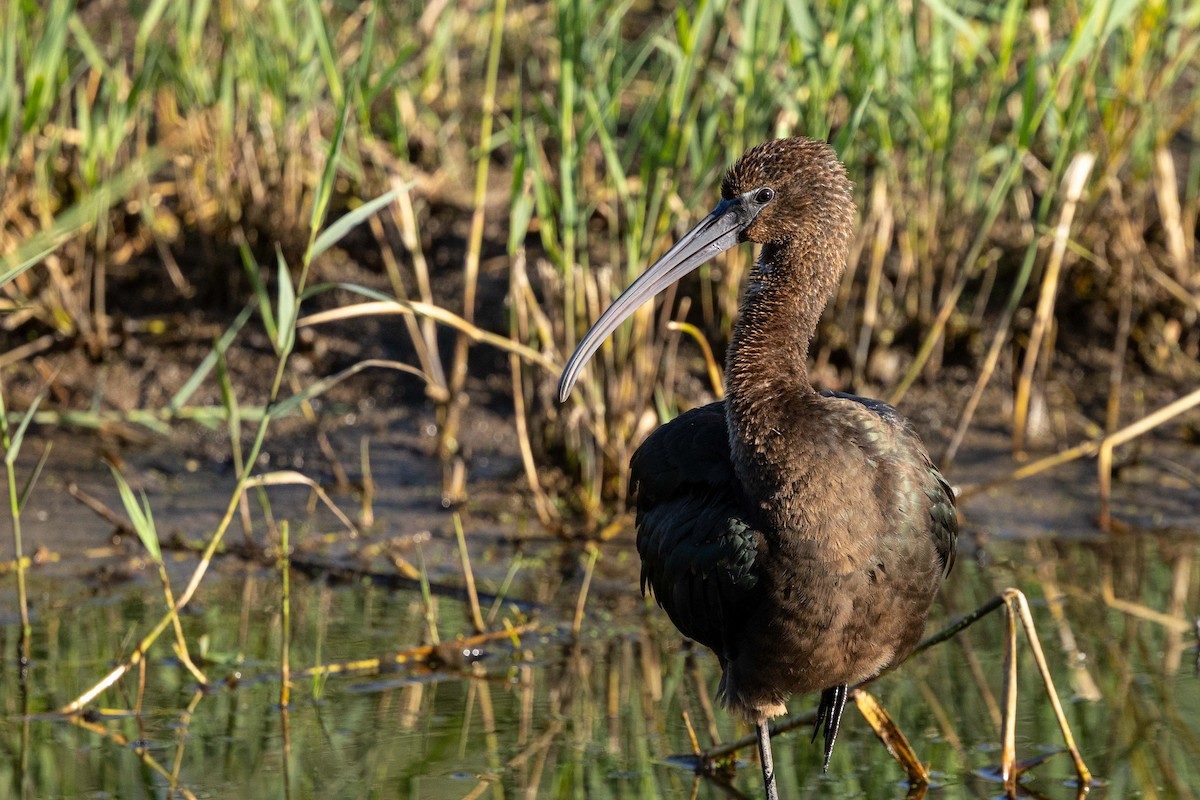 彩䴉 - ML644669467