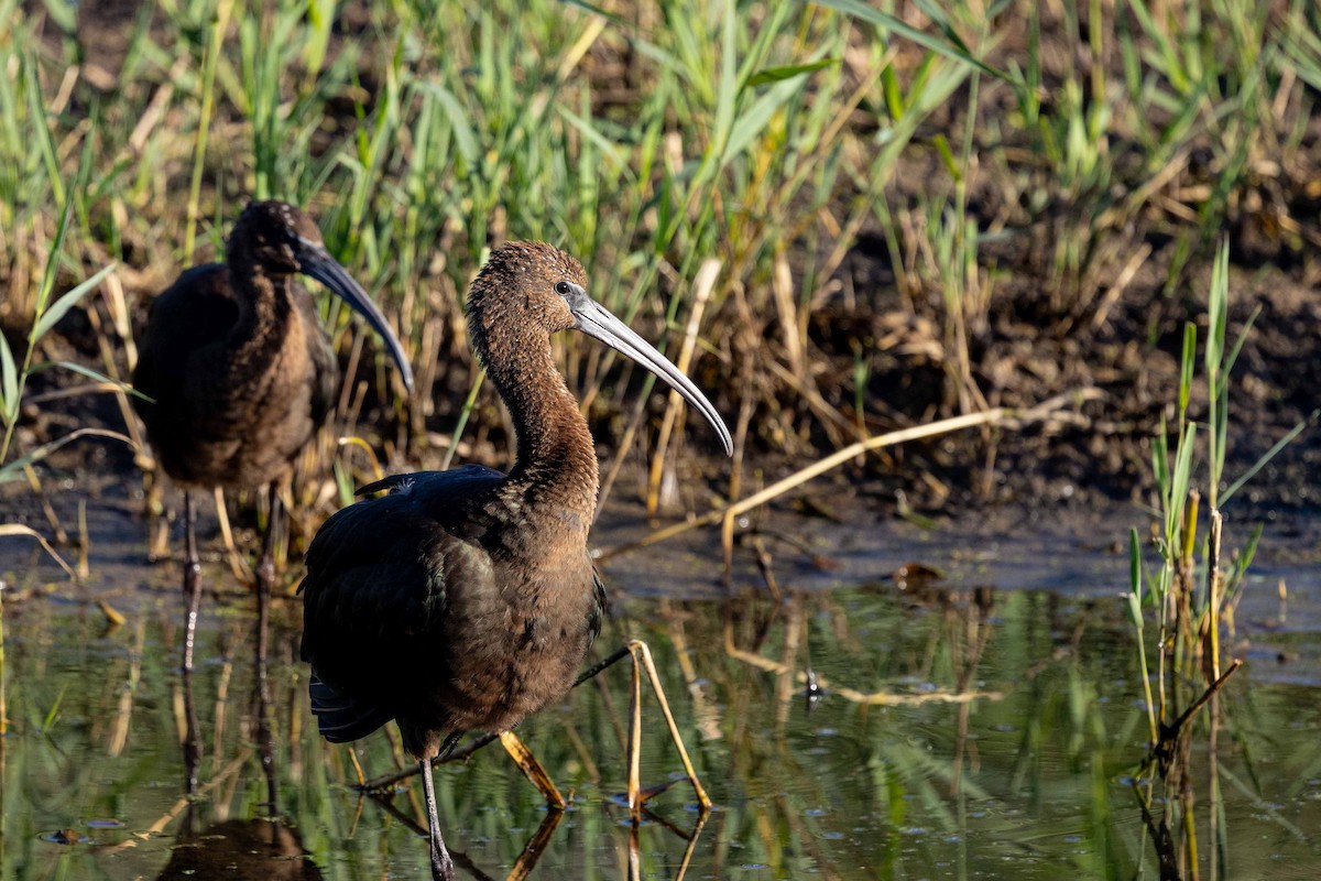 彩䴉 - ML644669468