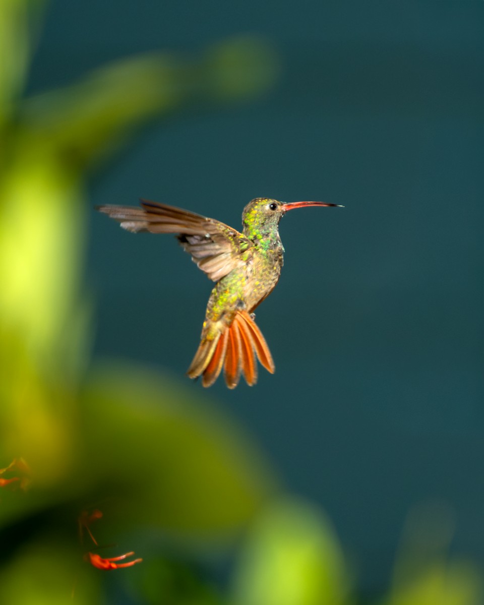 アカハシエメラルドハチドリ - ML644669473