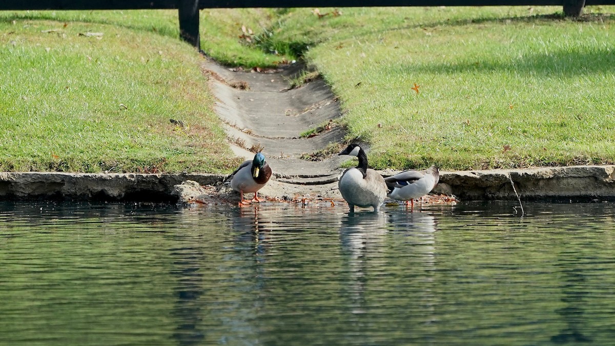 Canada Goose - ML644669481