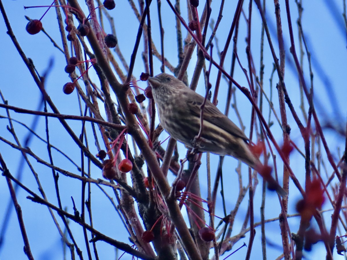 hýl nachový - ML644669494