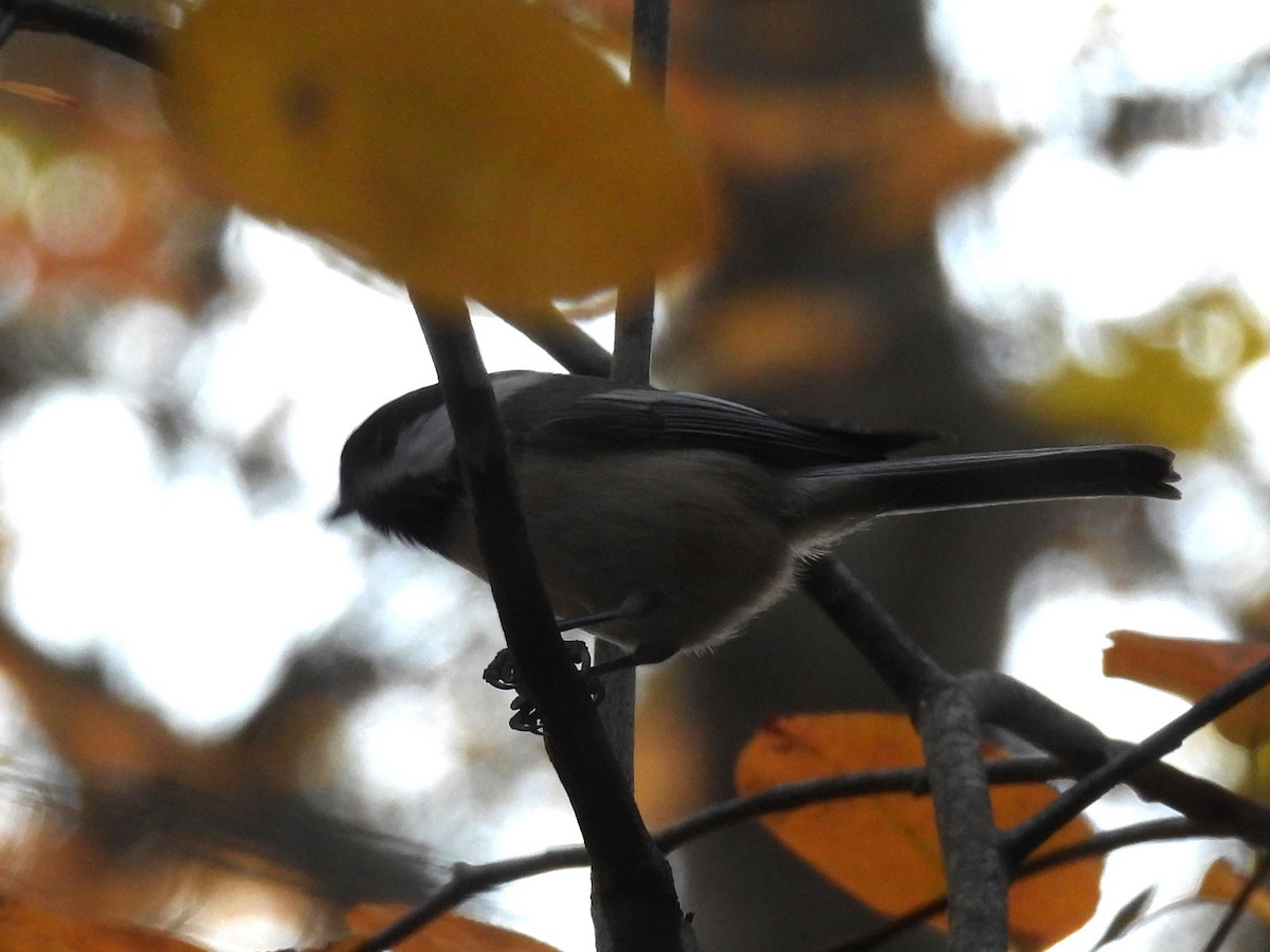 Black-capped Chickadee - ML644669495