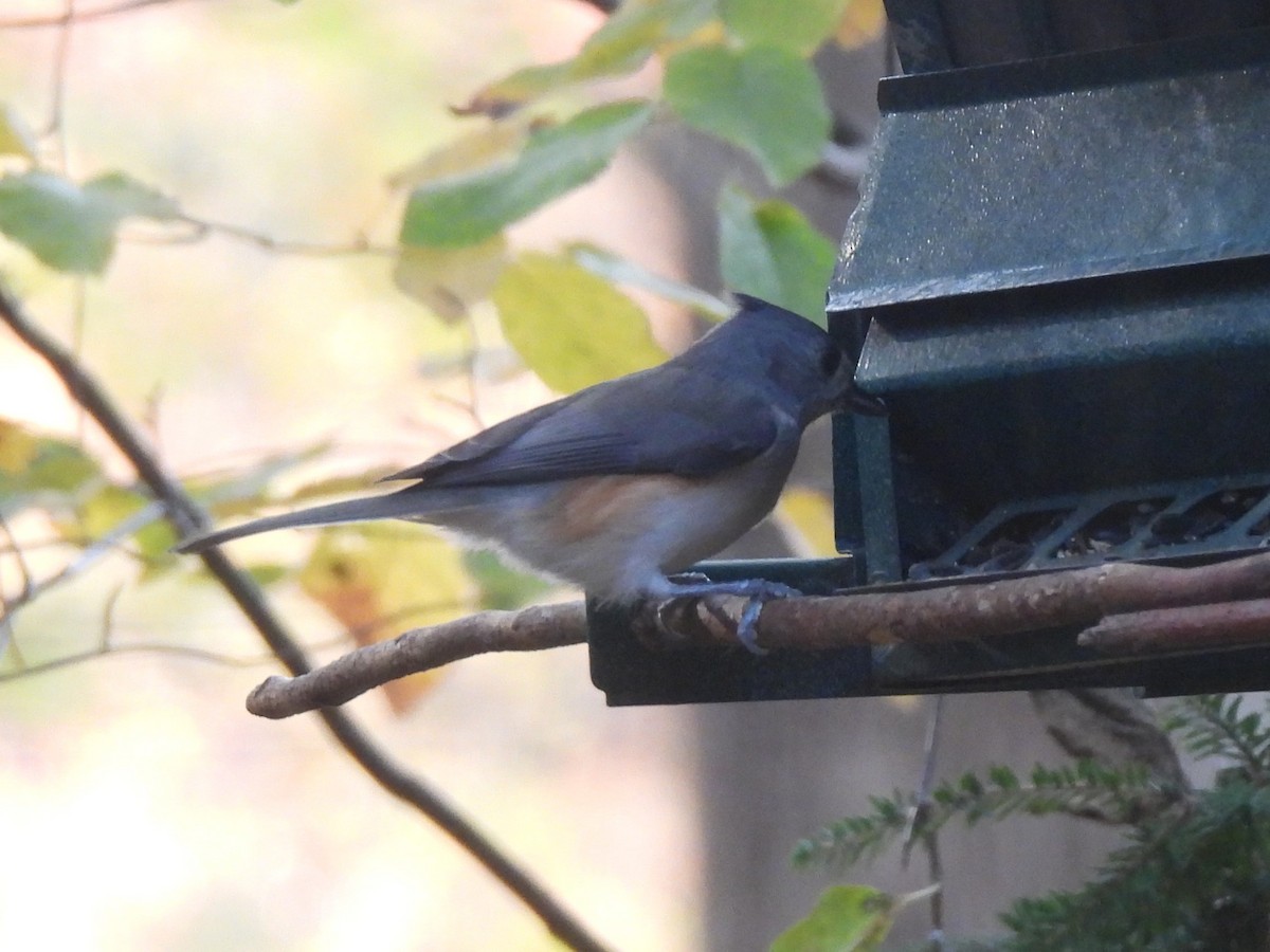 Tufted Titmouse - ML644669499