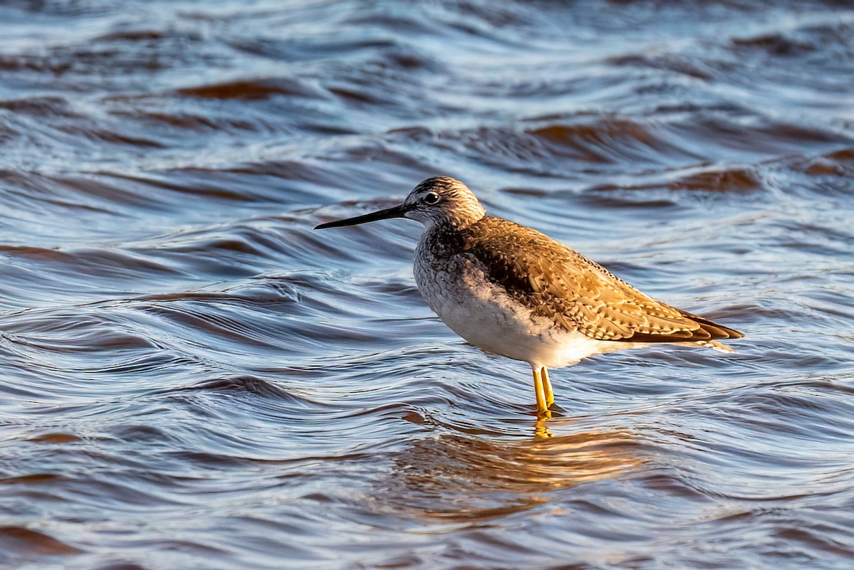 Пёстрый улит - ML644669500