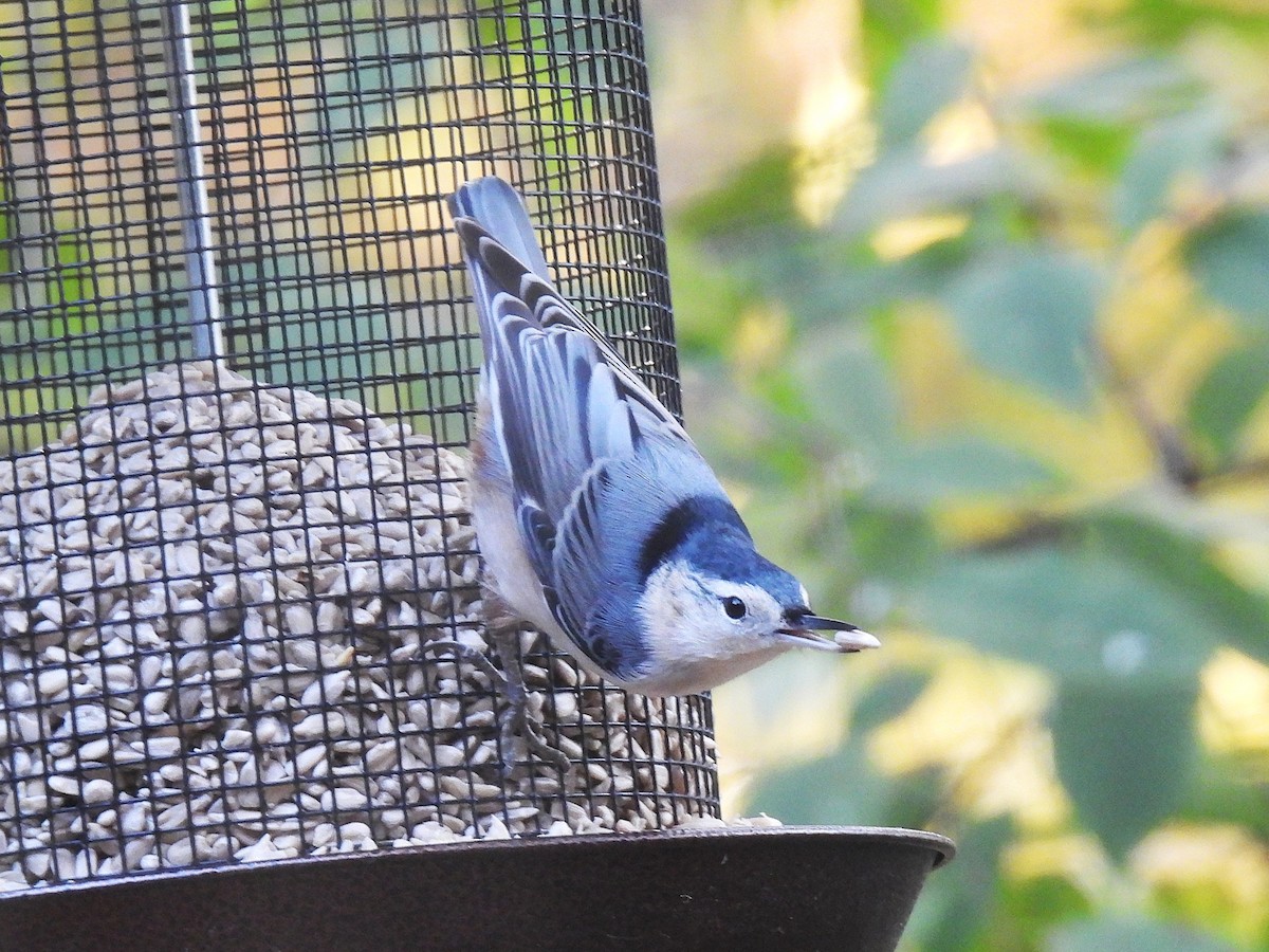 White-breasted Nuthatch - ML644669504