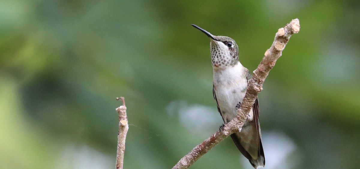 Ruby-throated Hummingbird - ML644669516