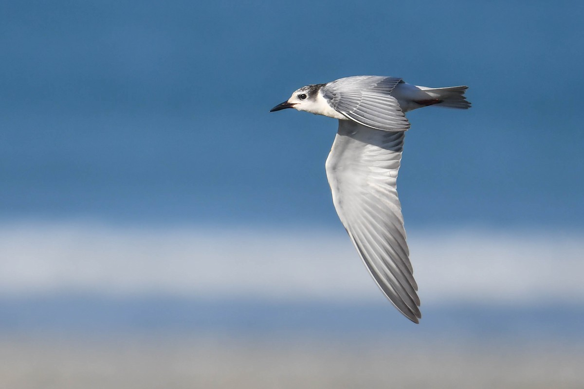 クロハラアジサシ - ML644669521