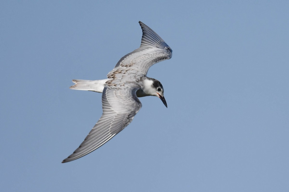 クロハラアジサシ - ML644669522