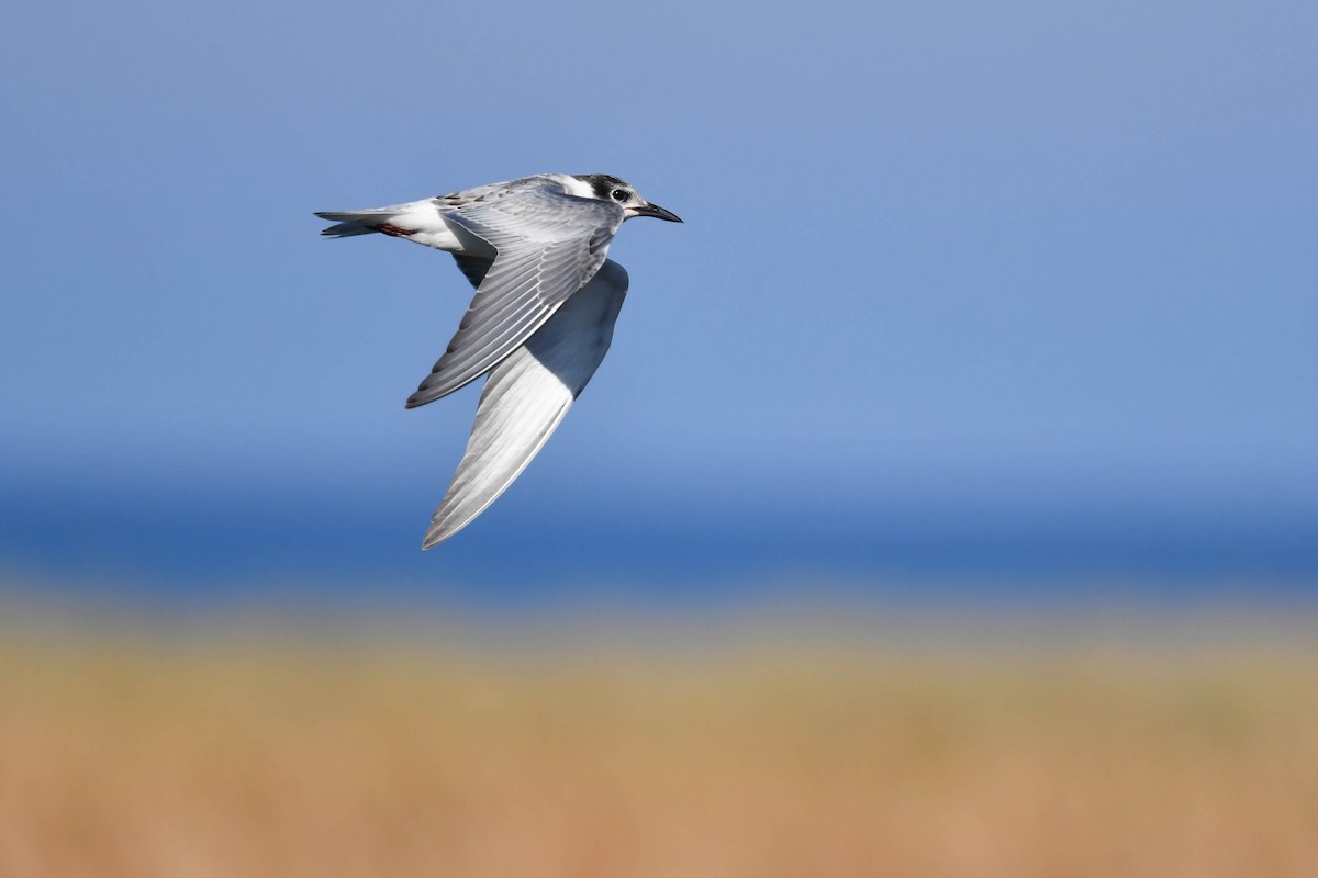 クロハラアジサシ - ML644669524