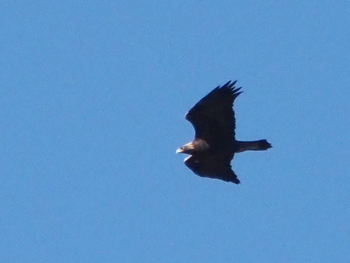 Цармын бүргэд - ML644669526