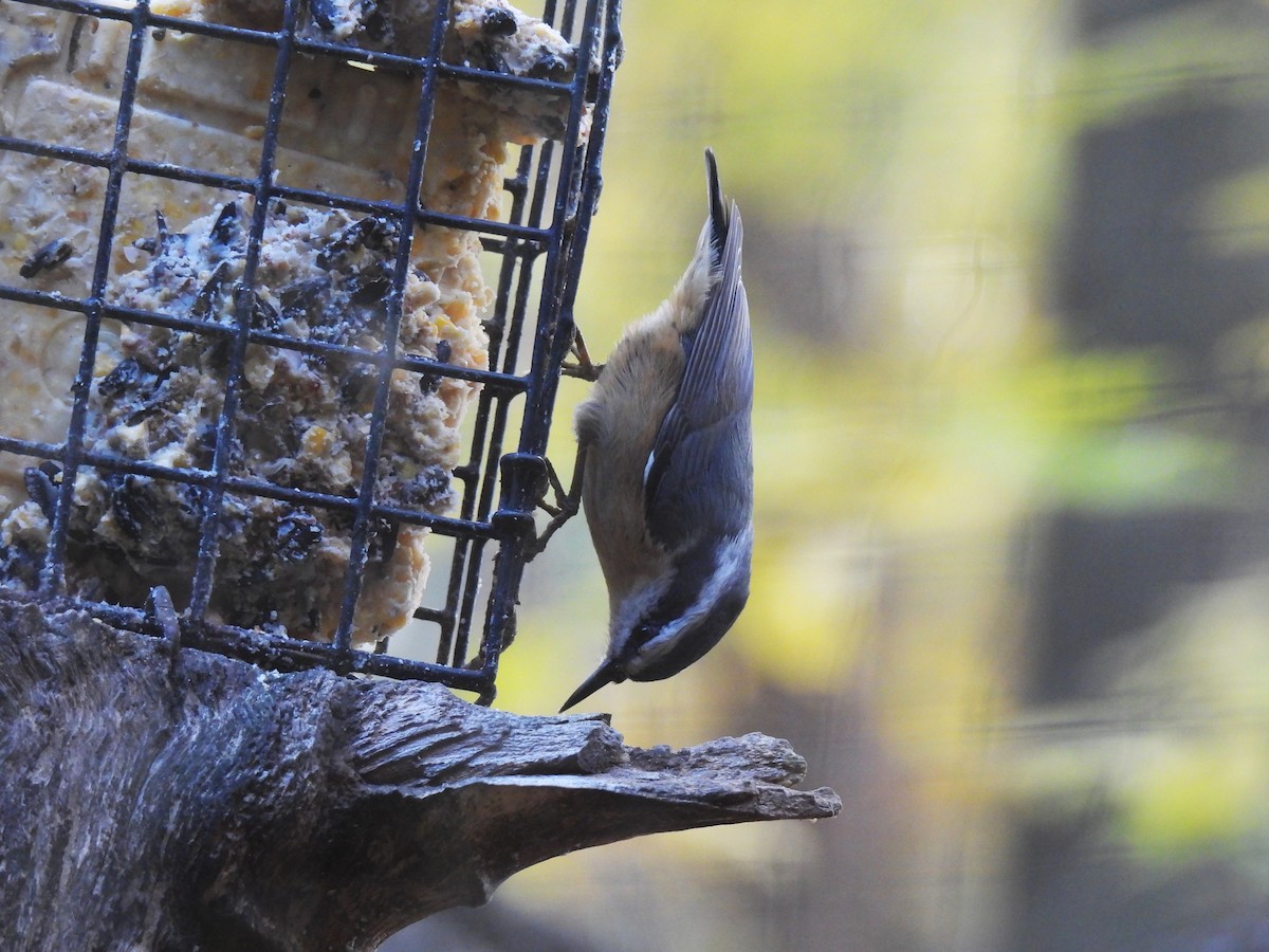 Red-breasted Nuthatch - ML644669531
